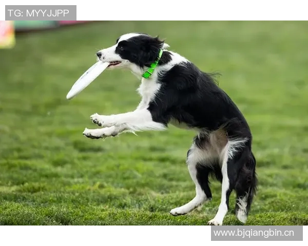 成都飞盘队在极限运动世界杯中的逆袭之路与荣耀时刻